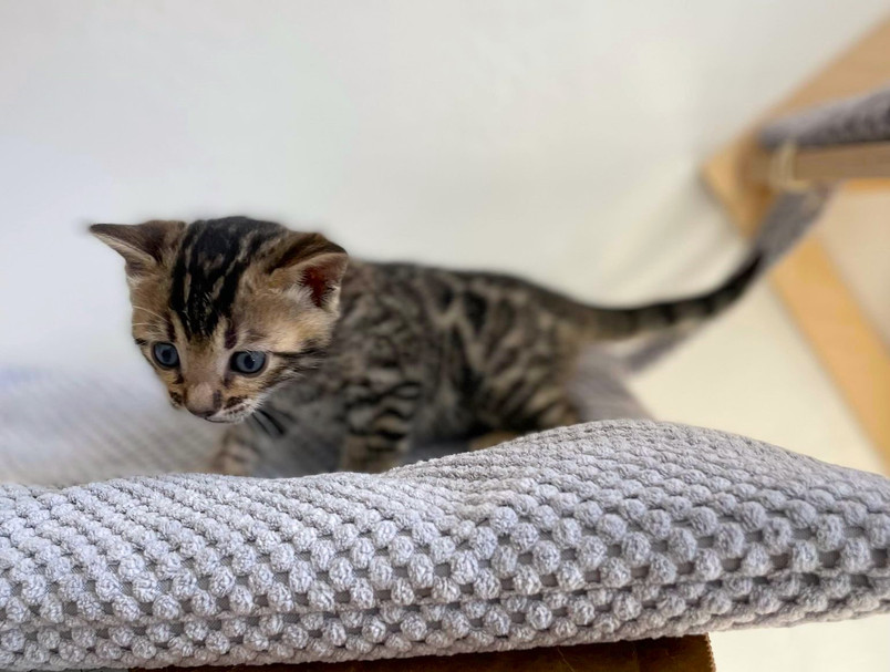 Bengal Kittens Amarillo Bengal Cats Amarillo