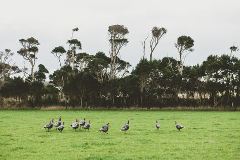 Bird-Watching in Tasmania: Feathered Treasures & Campervan Freedom