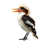 A kookaburra talking against a white background. Show the entire body including tail feath