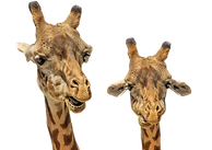 Two Giraffes_edited.png