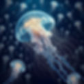 Jellyfish.jpg