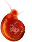 gastropod_edited.png