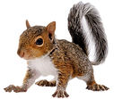 squirrel_edited_edited.png