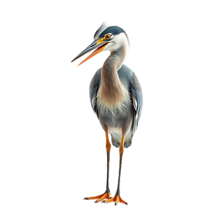 An anthropomorphic, hyperreal heron talking against a white background. We see its whole b