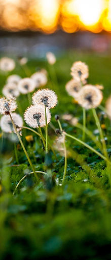 Dandelions in green grass