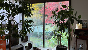 秋の庭と思うこと