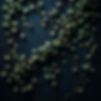 old creeping ivy vines on dark blue background.jpg