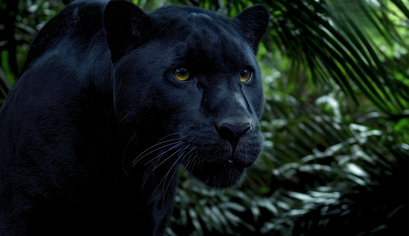 Black Leopard