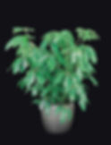 RR. Schefflera Amate