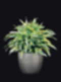 R. Warnekei Lemon Lime