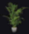 DDD. King Maya Palm