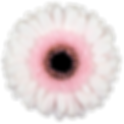 KOKOMO