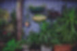 cherry-laithang-138648.jpg