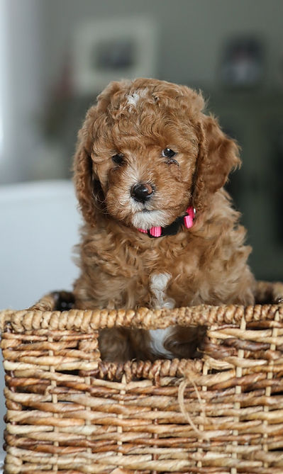 Beautiful multigenerational goldendoodle