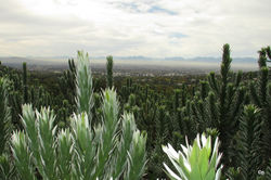 Botanische Tuinen Kirstenbosch