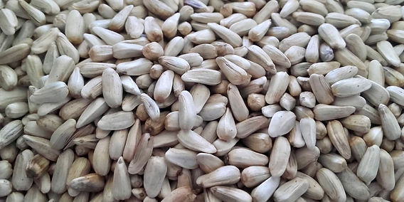 calla lily plant seeds 10 Calla Lily Flowers Zantedeschia Aethiopica Seeds  Seed World