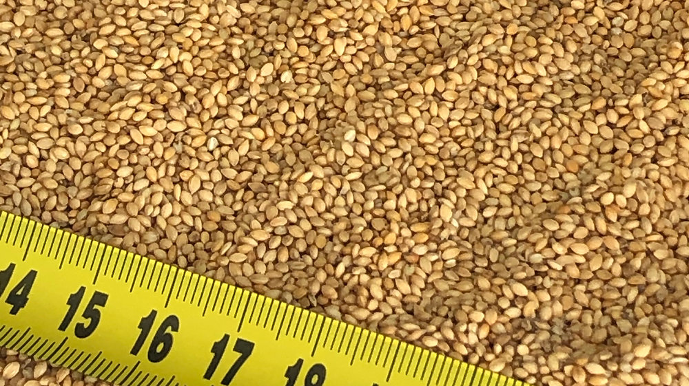 Uses of german millet and the difference with other millets