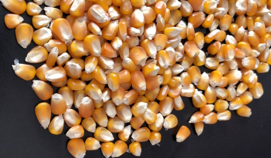 Characteristics and uses of flint corn