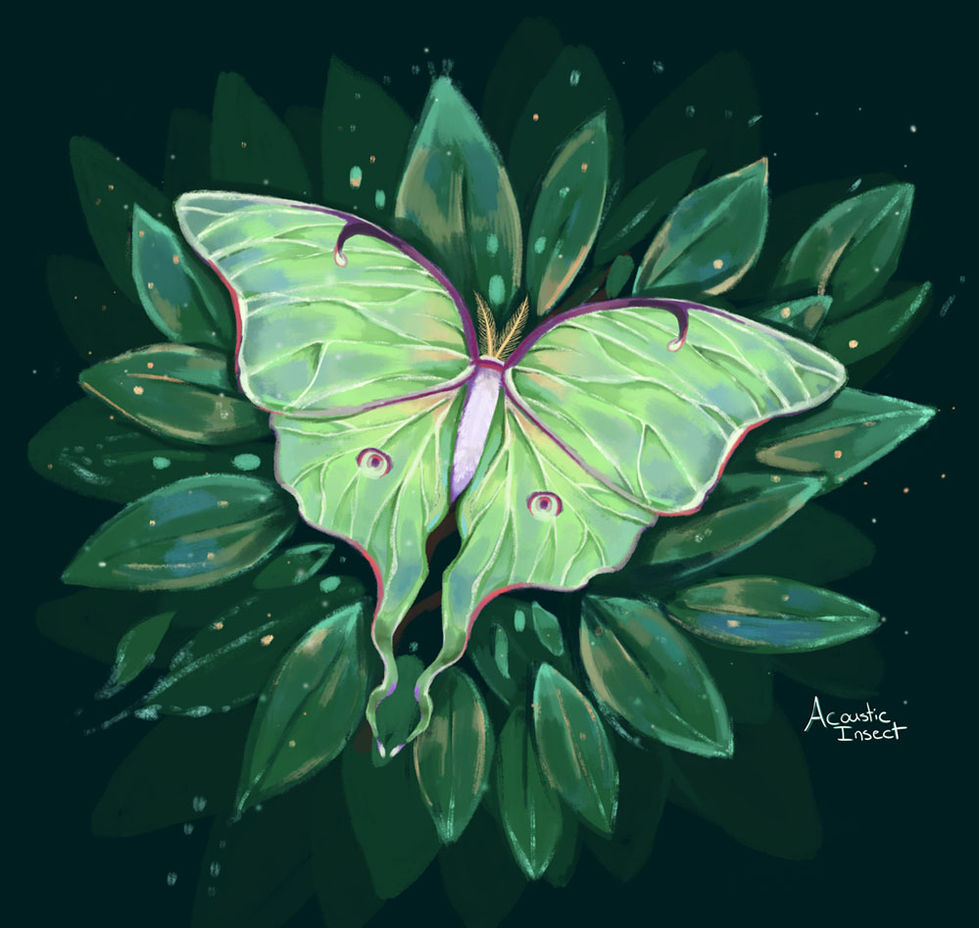 lunar moth