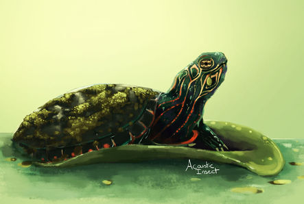 Painted Turtle
