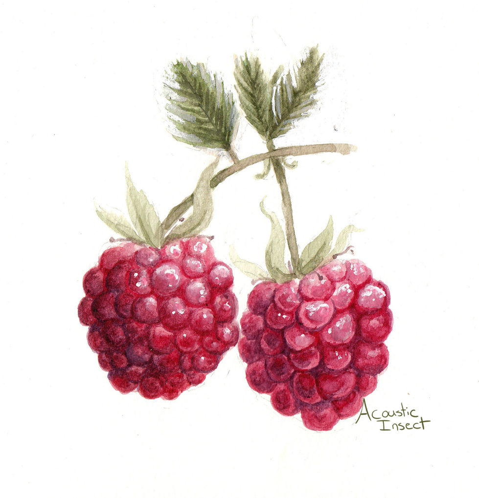 Raspberry_NEW