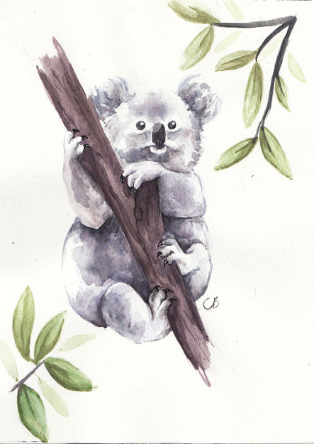 Koala