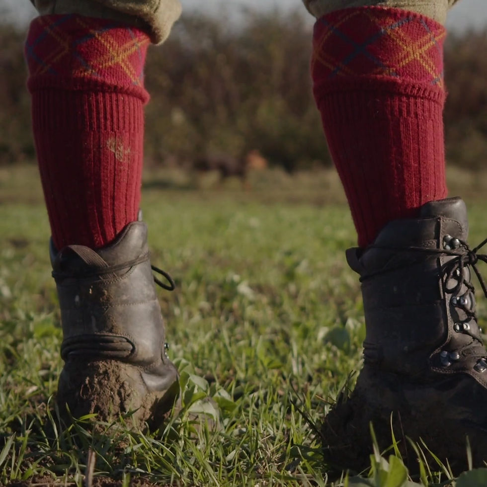 Thumbnail: The Ring-Neck Pheasant