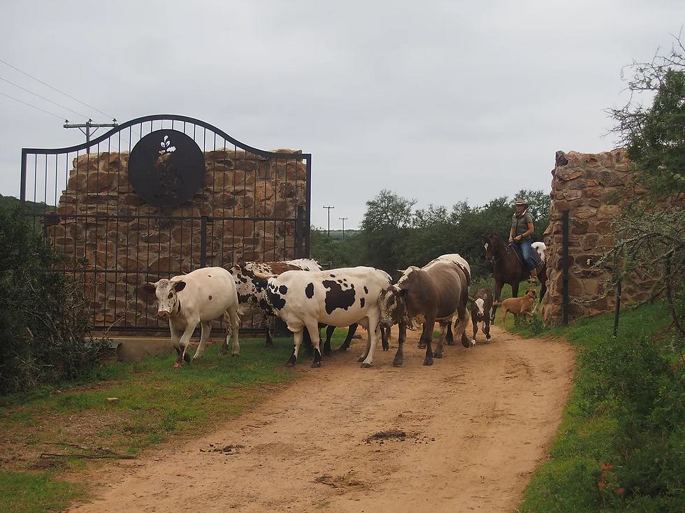Nguni cows.png