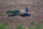 Pfauen Tiere.jpg