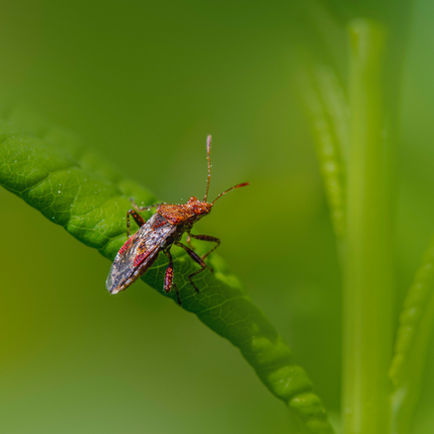 Help, Bugs Are Eating My Backyard Cannabis Crop: Save Your Plants Before Harvest