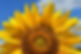 sunflower-2824894_1280.jpg