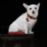 Miniatura: cane bianco con indosso collare per cani con perline arancioni