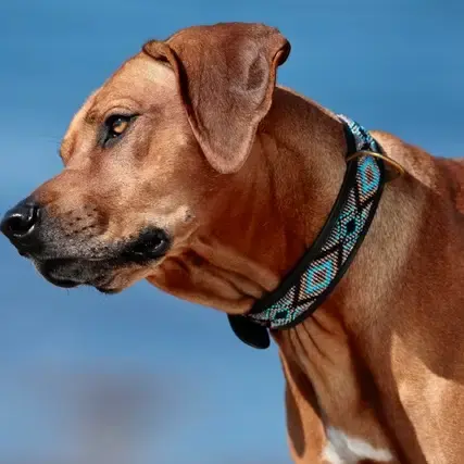 Miniatura: cane grande marrone con indosso il collare di perline
