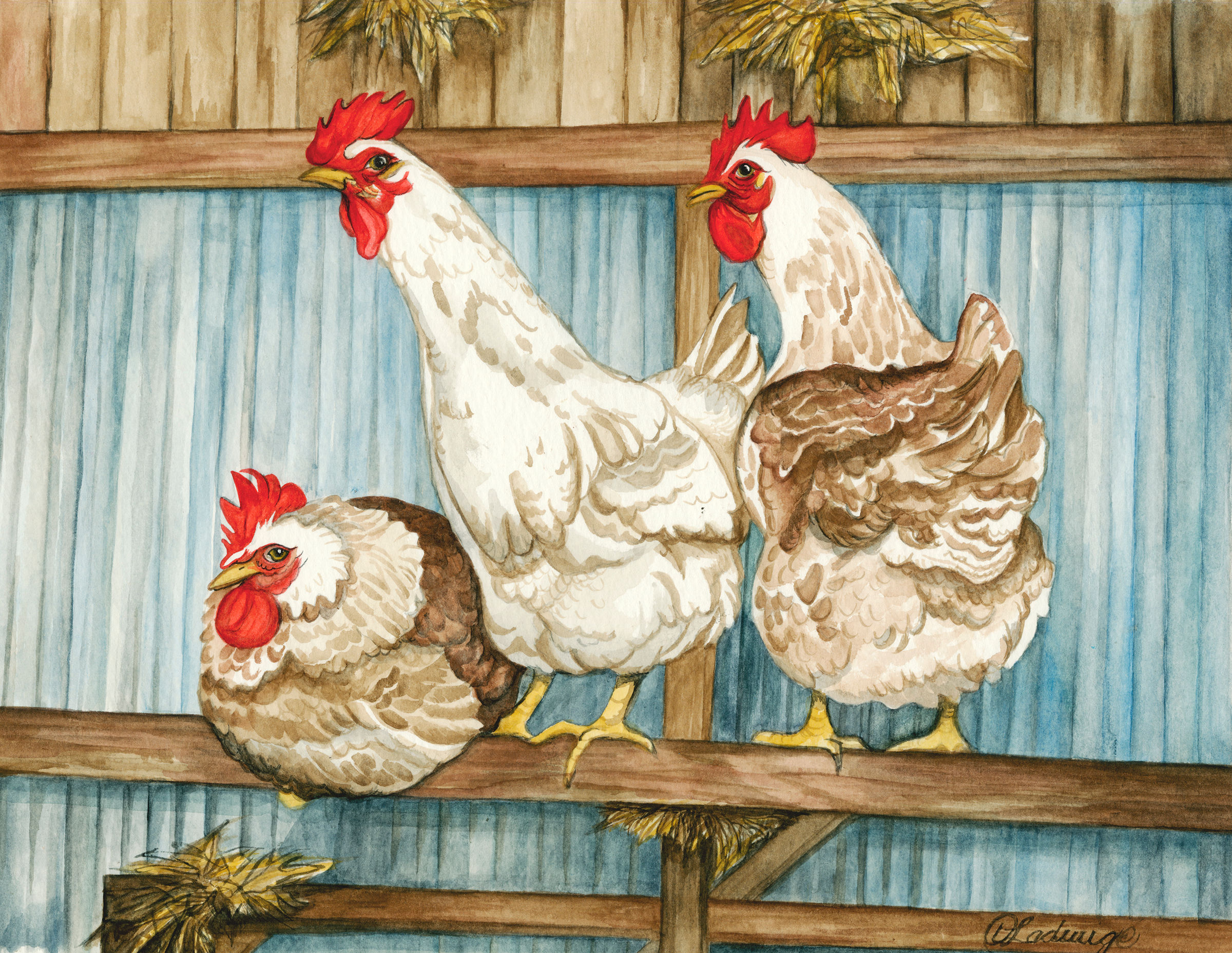 Pecking Order