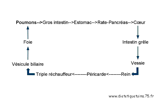 circulationenergieméridiens.gif