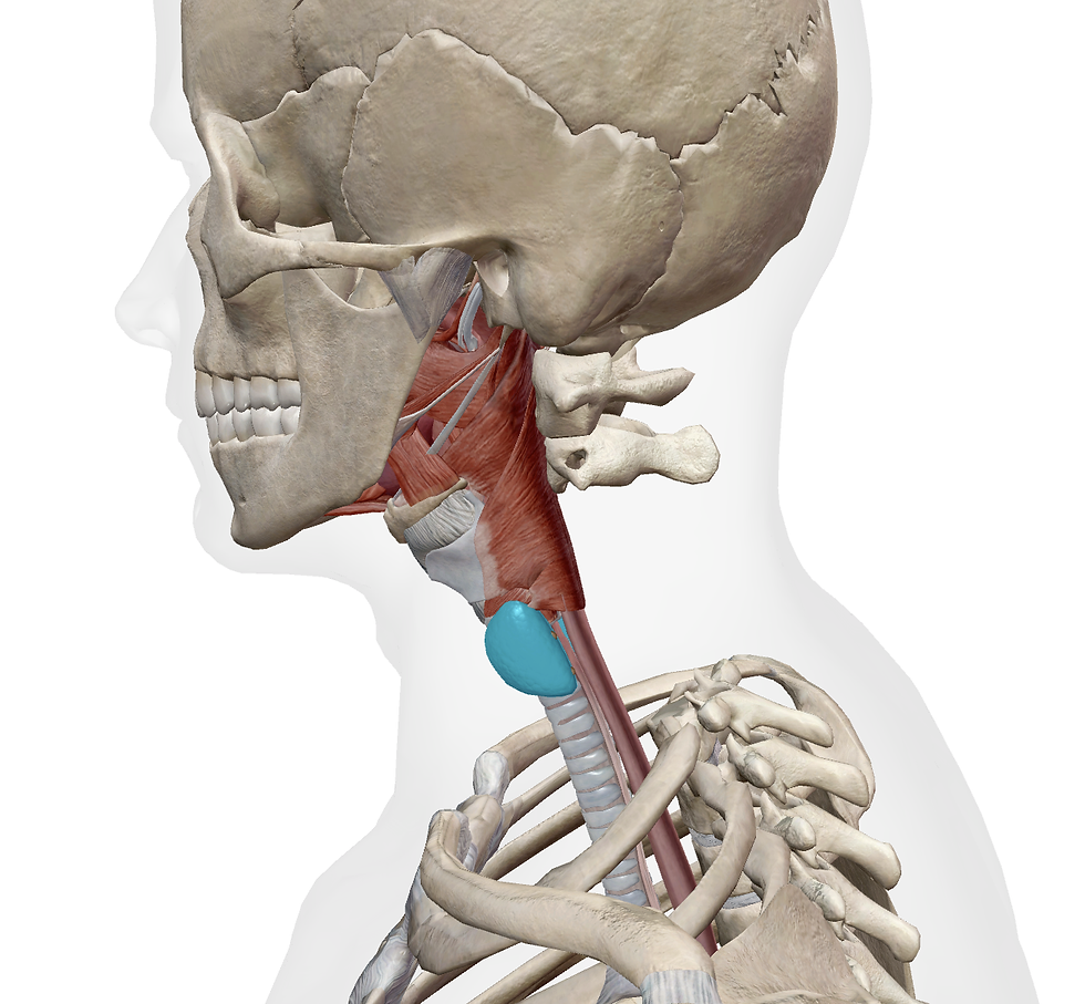 La glande thyroïde en bleu clair vue de côté