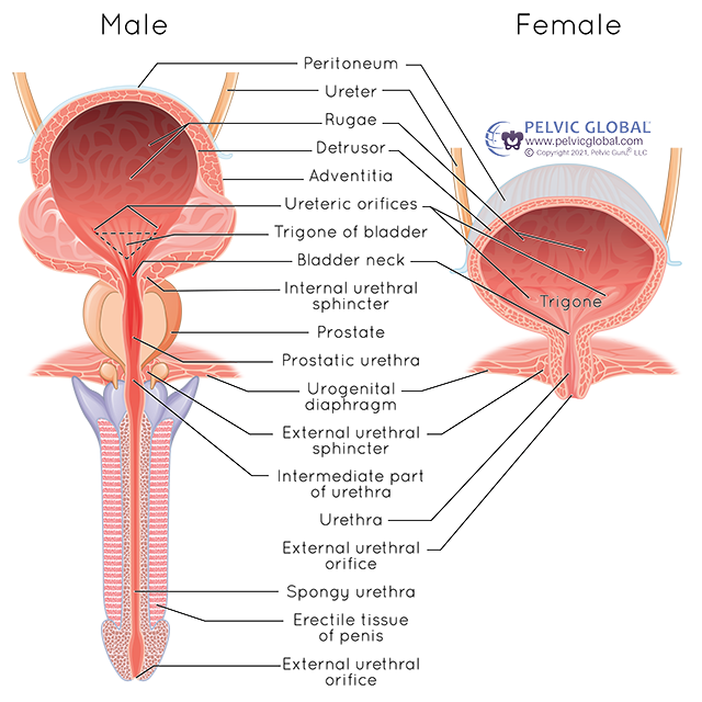 Pelvic anatomy