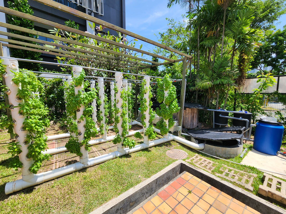 Series of 3 by 5 vertical towers. Able to grow 500 mature vegetables on a monthly basis.