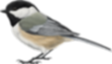 Black-capped-Chickadee (1).png