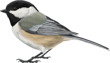 Black-capped-Chickadee (1).png