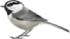 Mountain-Chickadee (1).png