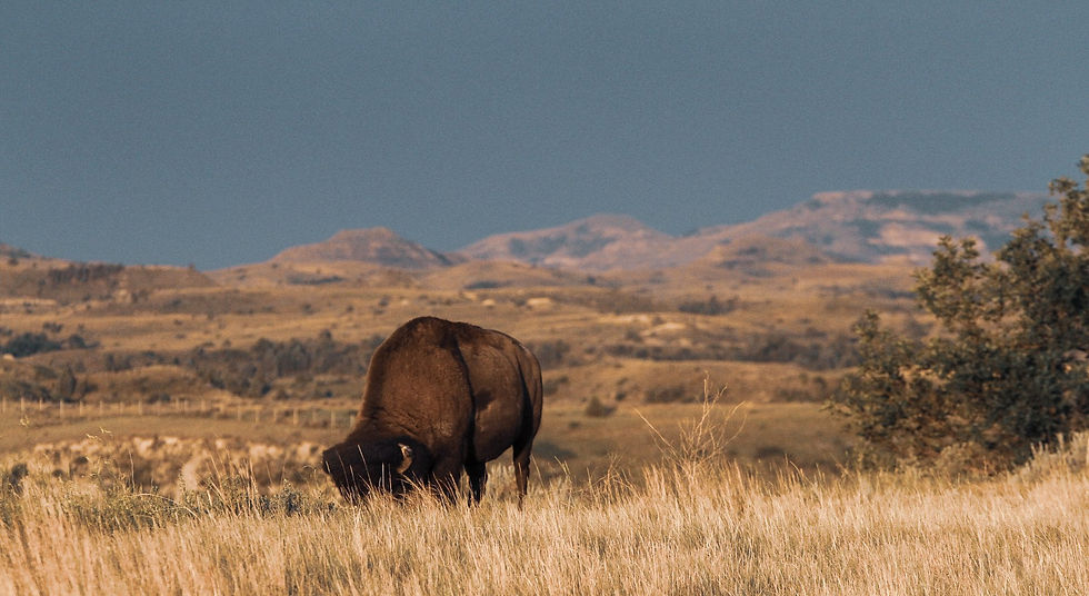 Theodore Roosevelt National Park