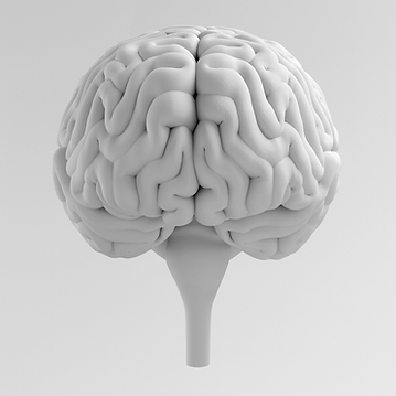 Brain-1.png
