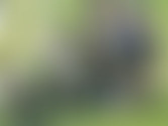 Not being a “horse racing writer”, and simply a writer...