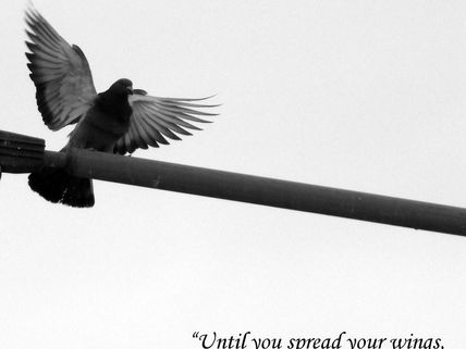 WHEN WINGS ARE CLIPPED ALONG WITH FLIGHTS OF FANCY