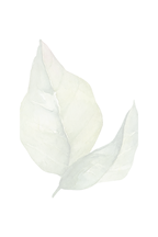 Daydreamer Photography | Design Element