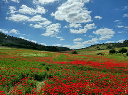 asaf vazana1 - עותק
