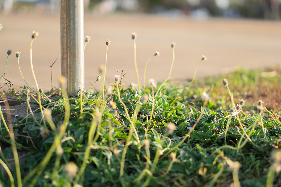 close-up-of-green-grass-and-flowering-plants-2026-01-06-00-49-51-utc.jpg