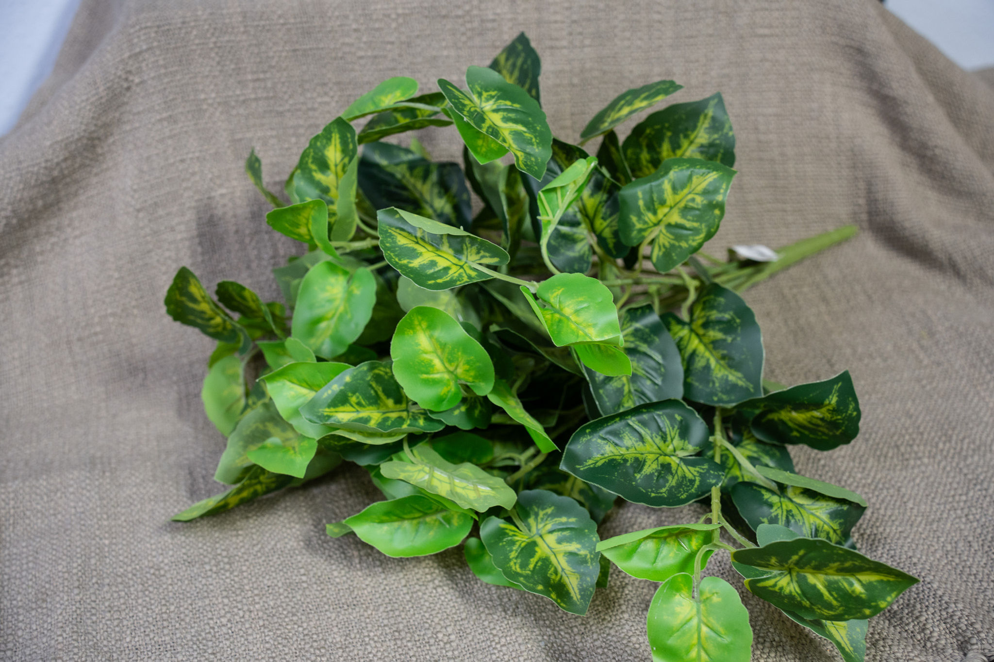 UV Treated Nephtytus Bush x12 - 17”