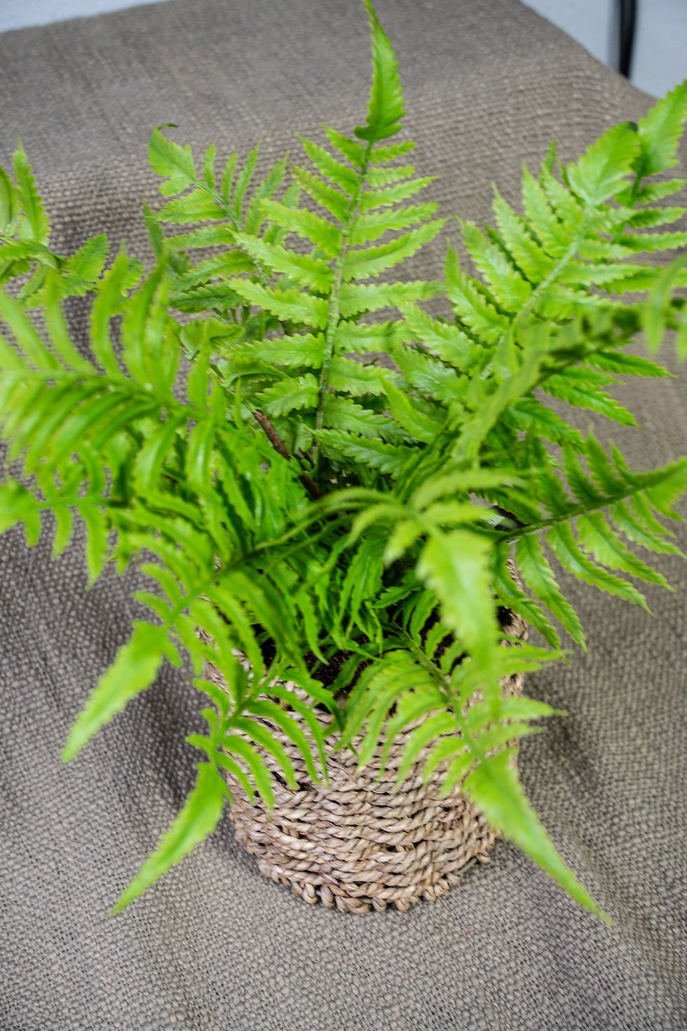 Thumbnail: Basket Plant Woven Basket with Fern. Assorted Variety